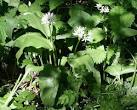 Wild garlic, Allium ursinum. Also known as Ramsons, Bear's Garlic and Wood - via Daymix