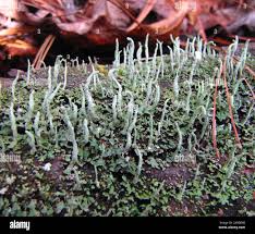Attēlu rezultāti vaicājumam “Cladonia ochrochlora”