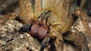 Image result for spider