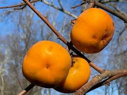 Attēlu rezultāti vaicājumam “Carex dioica fruit”