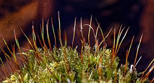 Attēlu rezultāti vaicājumam “Pseudotaxiphyllum elegans macro”