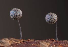 Attēlu rezultāti vaicājumam “Lamproderma gulielmae”