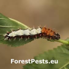 Attēlu rezultāti vaicājumam “Nymphalis polychloros upperside”