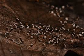 Attēlu rezultāti vaicājumam “Didymium clavus macro”