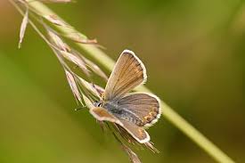 Attēlu rezultāti vaicājumam “Plebejus idas underside”
