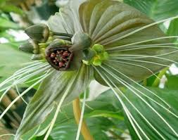 Image result for Tacca chantrieri