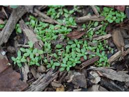 Attēlu rezultāti vaicājumam “Callitrichaceae”