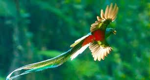 「綠羽毛」的圖片搜尋結果