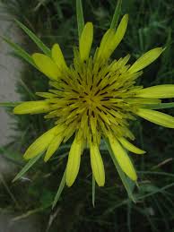 Attēlu rezultāti vaicājumam “Tragopogon heterospermus”