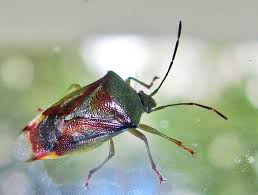 Attēlu rezultāti vaicājumam “Thecabius affinis imago”