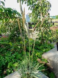 Attēlu rezultāti vaicājumam “Koeleria glauca flower”