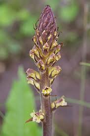 Attēlu rezultāti vaicājumam “Orobanche reticulata flower”