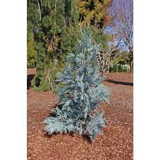 Attēlu rezultāti vaicājumam “Chamaecyparis lawsoniana”