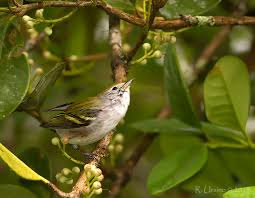 Image result for Dendroica pensylvanica