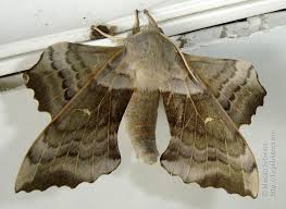 Attēlu rezultāti vaicājumam “Laothoe populi imago”