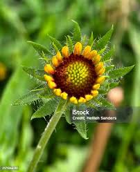 Attēlu rezultāti vaicājumam “Knautia arvensis bud”