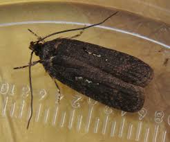 Attēlu rezultāti vaicājumam “Agonopterix ciliella”