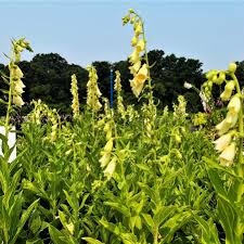 Image result for Digitalis grandiflora