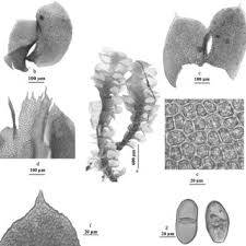 Attēlu rezultāti vaicājumam “Scapania lingulata”
