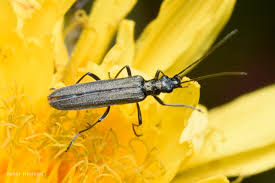 Attēlu rezultāti vaicājumam “Oedemera sp.”