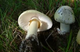 Attēlu rezultāti vaicājumam “Amanita phalloides”