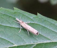 Attēlu rezultāti vaicājumam “Pediasia contaminella”