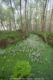 Attēlu rezultāti vaicājumam “Hottonia palustris”
