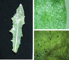 Attēlu rezultāti vaicājumam “Erysiphe galeopsidis”