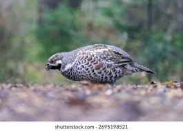 Attēlu rezultāti vaicājumam “Bonasa bonasia eggs”