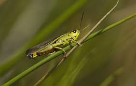 Attēlu rezultāti vaicājumam “Stethophyma grossum”
