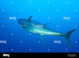 Image result for Thunnus albacares