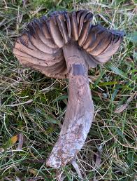 Attēlu rezultāti vaicājumam “Cribraria martinii stalked”