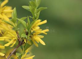 Attēlu rezultāti vaicājumam “Forsythia suspensa”
