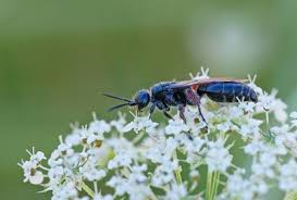 Attēlu rezultāti vaicājumam “Tetanops myopina”