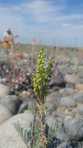 Attēlu rezultāti vaicājumam “Artemisia campestris bud”