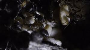 Attēlu rezultāti vaicājumam “Formica rufa pupa”