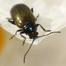 Attēlu rezultāti vaicājumam “Altica sp.”