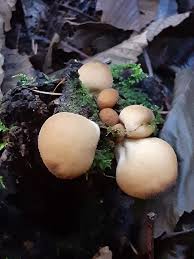 Attēlu rezultāti vaicājumam “Campylopus pyriformis sporophyte”