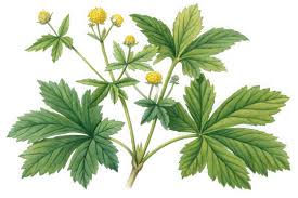 Image result for Potentilla tormentilla