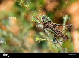 Attēlu rezultāti vaicājumam “Decticus verrucivorus”