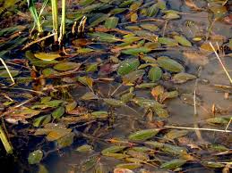 Attēlu rezultāti vaicājumam “Potamogeton rutilus”