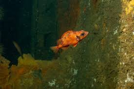 Image result for Sebastes fasciatus