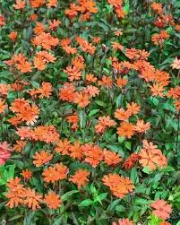 Attēlu rezultāti vaicājumam “Silene x arkwrightii Vesuvius flower”