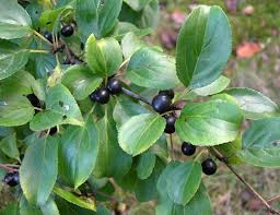 Attēlu rezultāti vaicājumam “Rhamnus cathartica fruit”