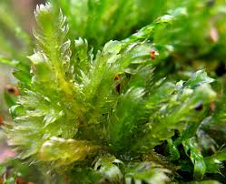 Attēlu rezultāti vaicājumam “Breidleria pratensis”