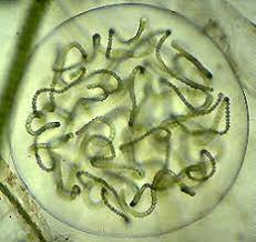 Attēlu rezultāti vaicājumam “Cyanophyta”