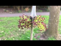 Attēlu rezultāti vaicājumam “Fraxinus excelsior Pendula female flower”