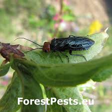 Attēlu rezultāti vaicājumam “Acantholyda erythrocephala”