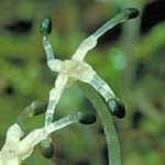 Attēlu rezultāti vaicājumam “Homomallium incurvatum sporophyte”