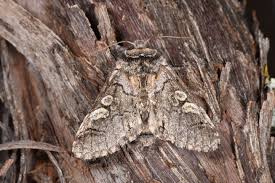 Attēlu rezultāti vaicājumam “Diloba caeruleocephala”